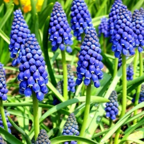 Muscari armeniacum - Armeenia kobarhüatsint